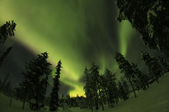 nord Dramatische Darstellung der Nordlichter, die über einem dunklen, verschneiten Wald in der arktischen Nacht tanzen.