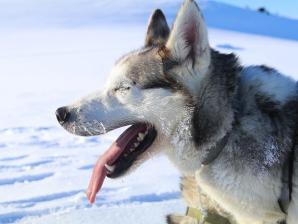 Huski